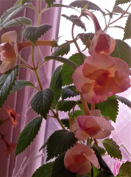  - Frumosi mei achi astazi