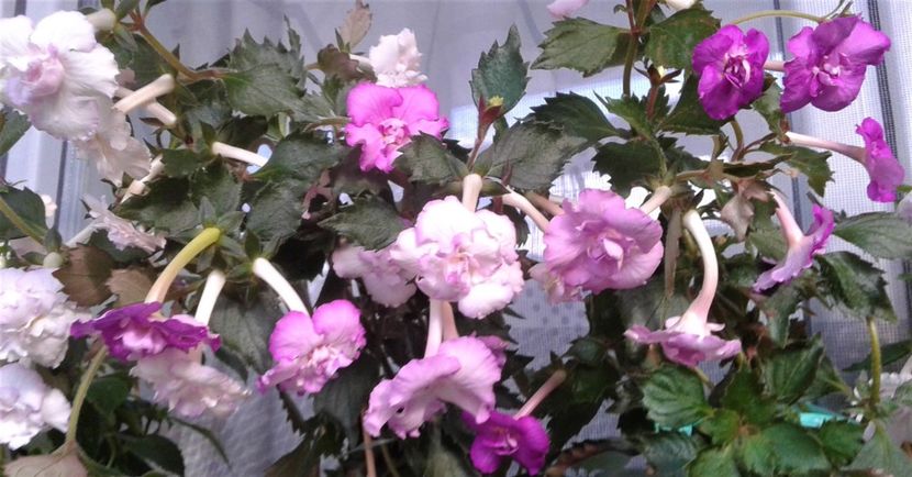  - Frumosi mei achi astazi