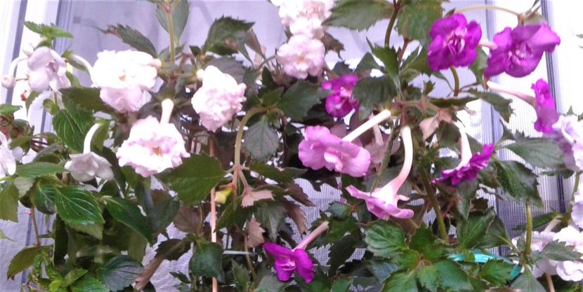  - Frumosi mei achi astazi