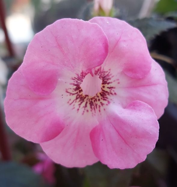  - APPLE BLOSSOM