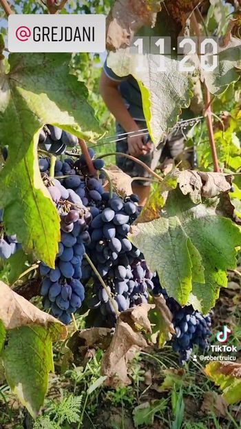 VideoCapture_20220913-163829 - Vița de Vie 2021