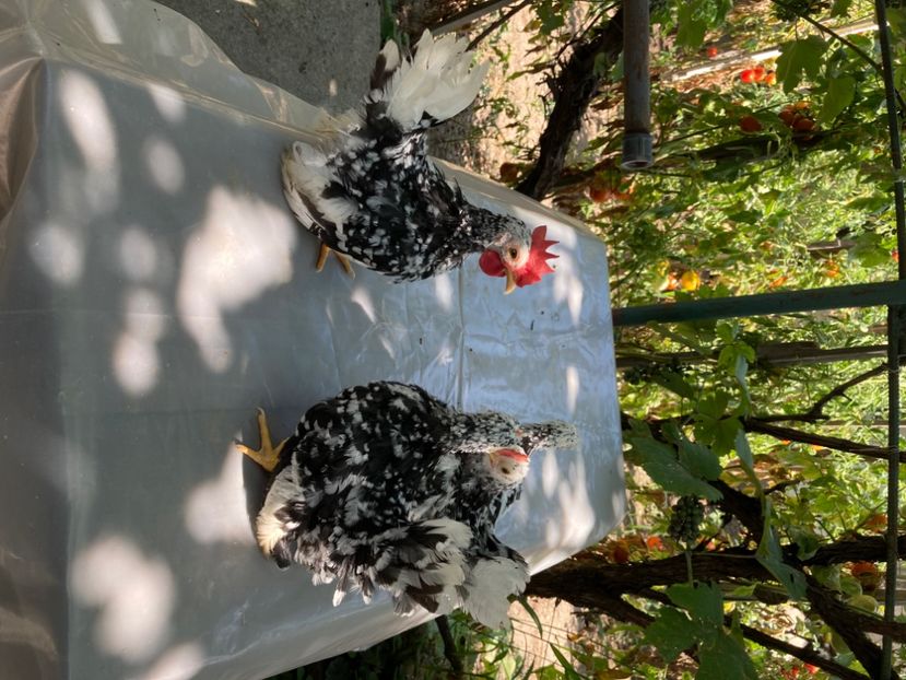 61377EB4-9AC4-4E63-852F-7FE6586A71E4 - Pui Chabo Bobat de vânzare scoși din păsări de expoziție