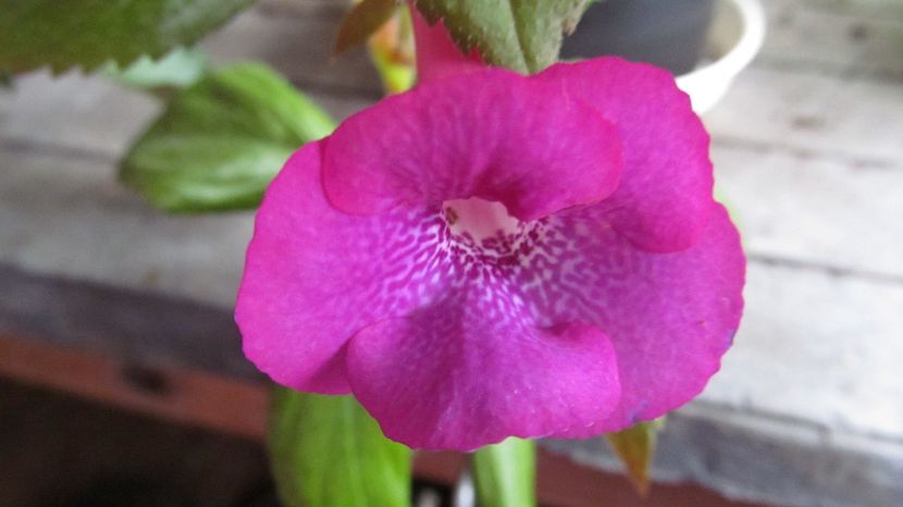 BriD's Brigitte K. - ACHIMENES 2022