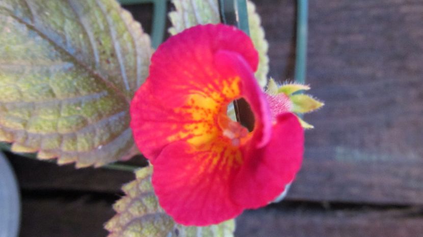 MM's 0218 - ACHIMENES 2022