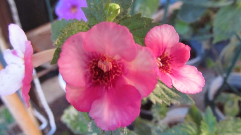 Rozi-Roza - ACHIMENES 2022