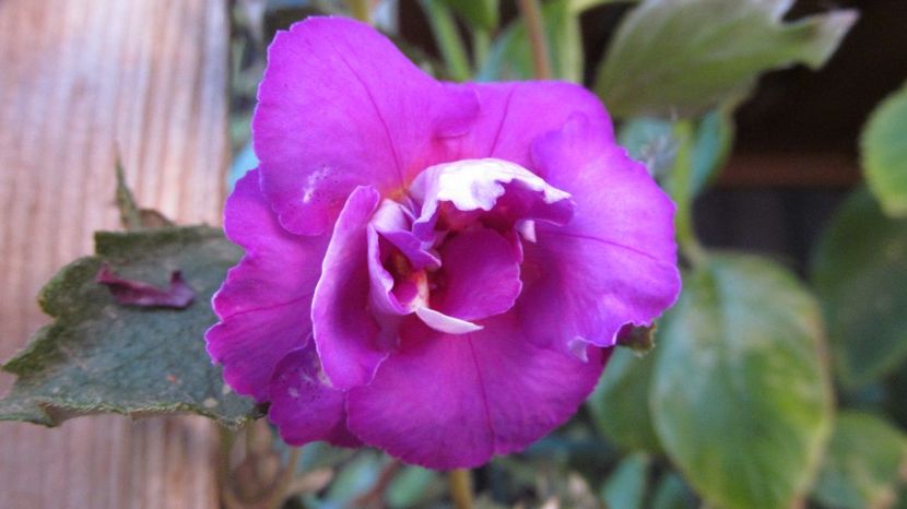 Oxigen - ACHIMENES 2022