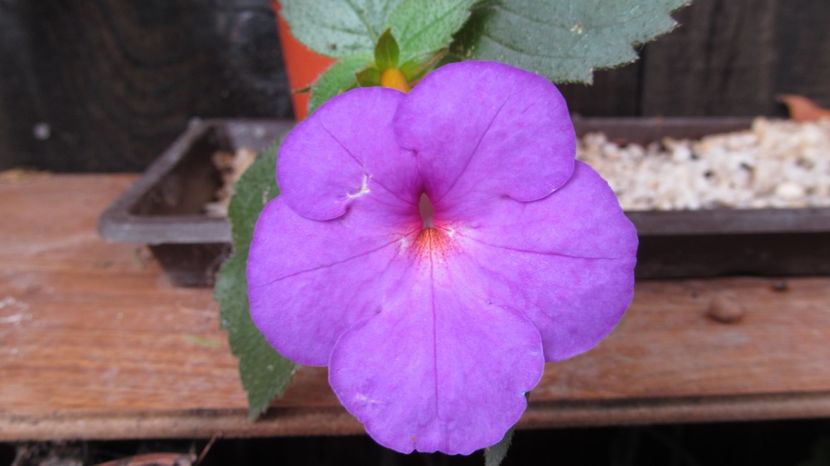 RF's Giant Purple - ACHIMENES 2022