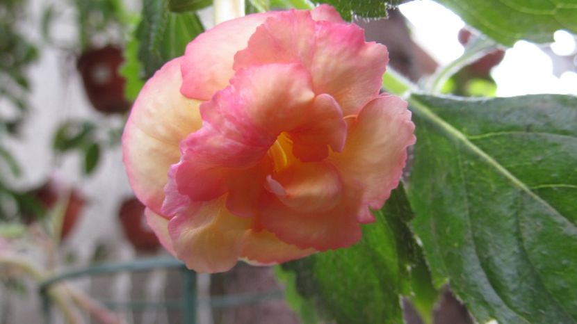 Giselle - ACHIMENES 2022