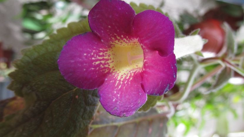 RF's Xcaret - ACHIMENES 2022