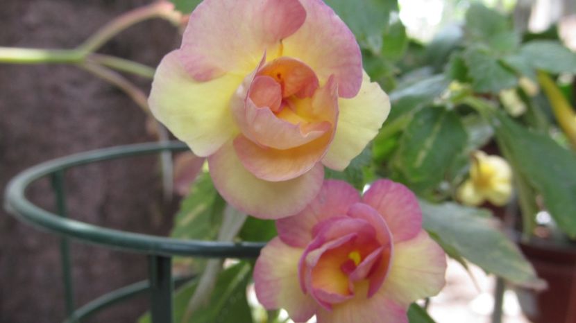 RF's Tropicana - ACHIMENES 2022