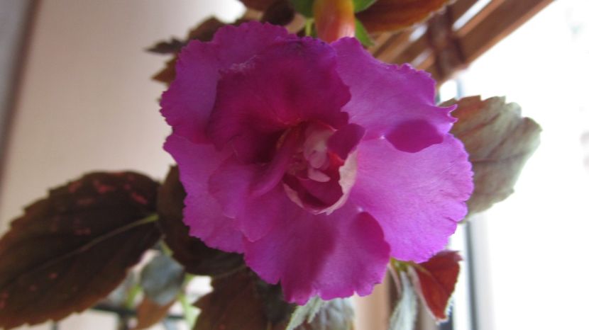 RF's Marshmallows - ACHIMENES 2022