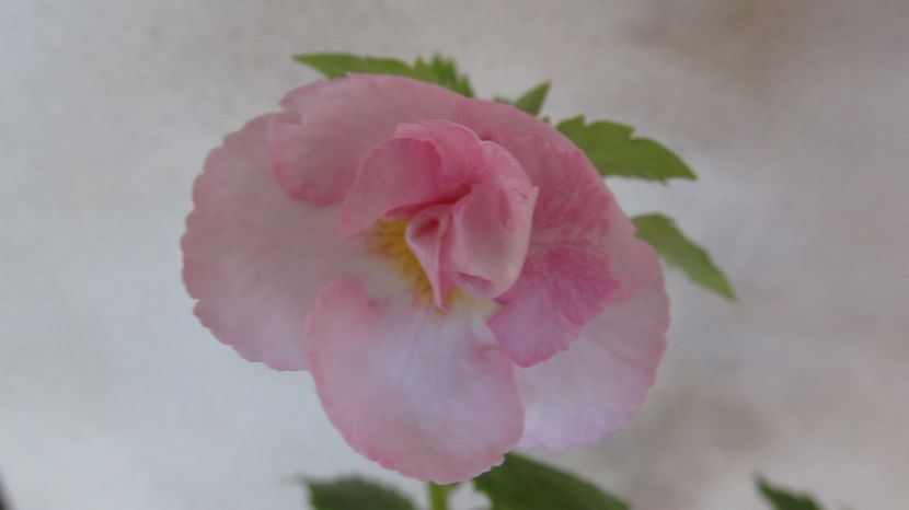 RF's Glamour - ACHIMENES 2022