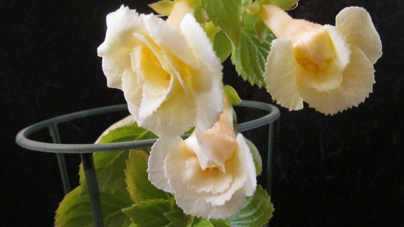 RF's Sunking - ACHIMENES 2022