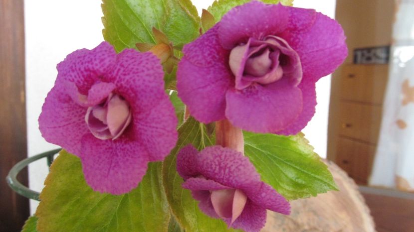 RF's Cupido - ACHIMENES 2022