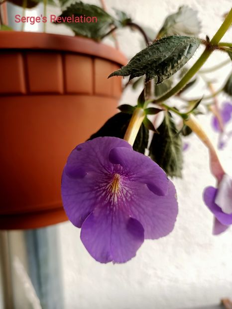 13.09.2022 - Achimenes 2022
