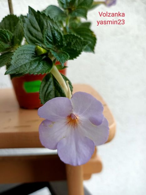 13.09.2022 - Achimenes 2022