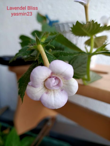 13.09.2022 - Achimenes 2022