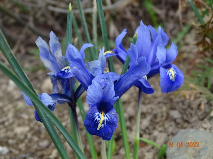  - Irisi si bujori 2022