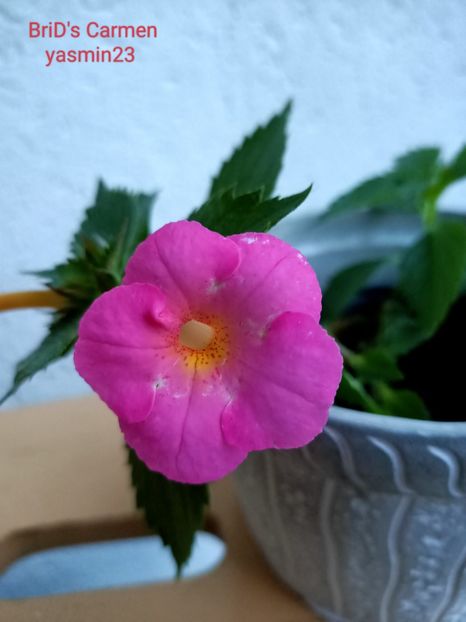 13.09.2022 - Achimenes 2022