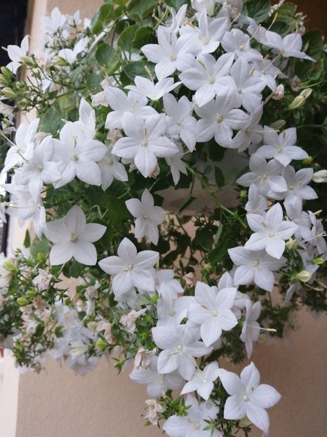  - Campanula