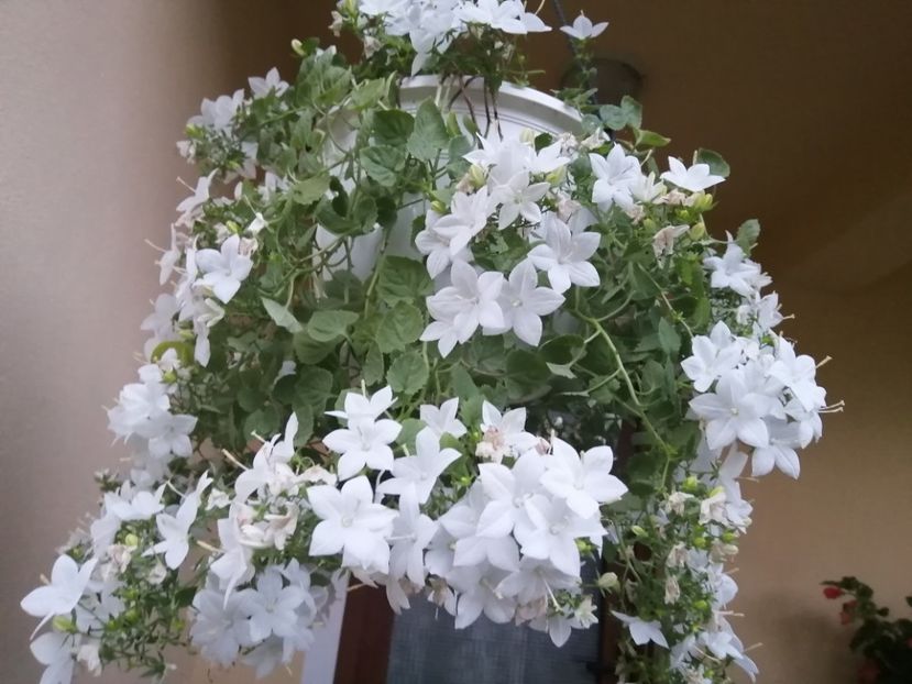  - Campanula