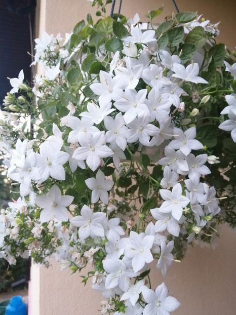  - Campanula