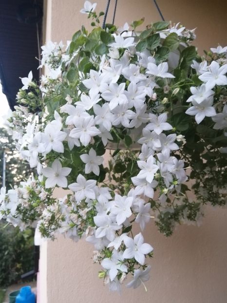  - Campanula