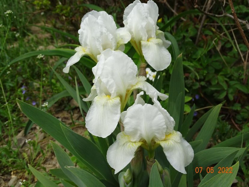  - Irisi si bujori 2022