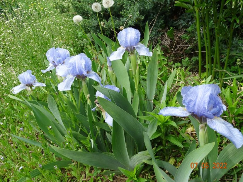  - Irisi si bujori 2022