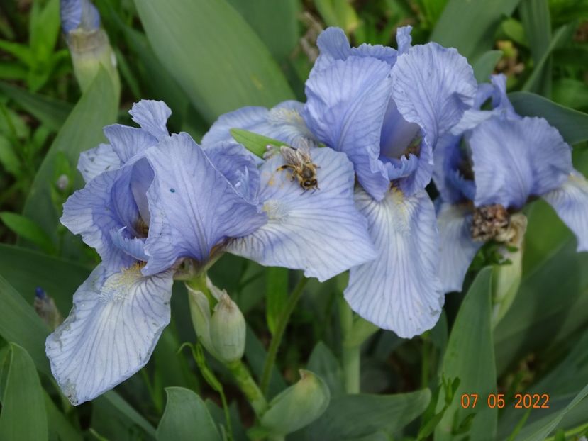  - Irisi si bujori 2022