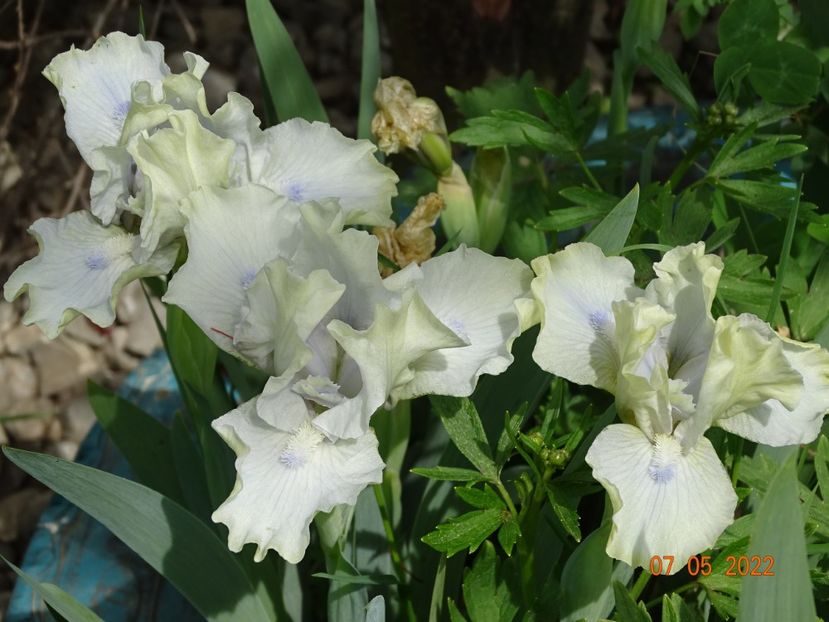  - Irisi si bujori 2022