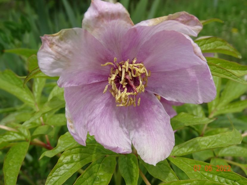  - Irisi si bujori 2022