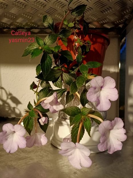 13.09.2022 - Cattleya