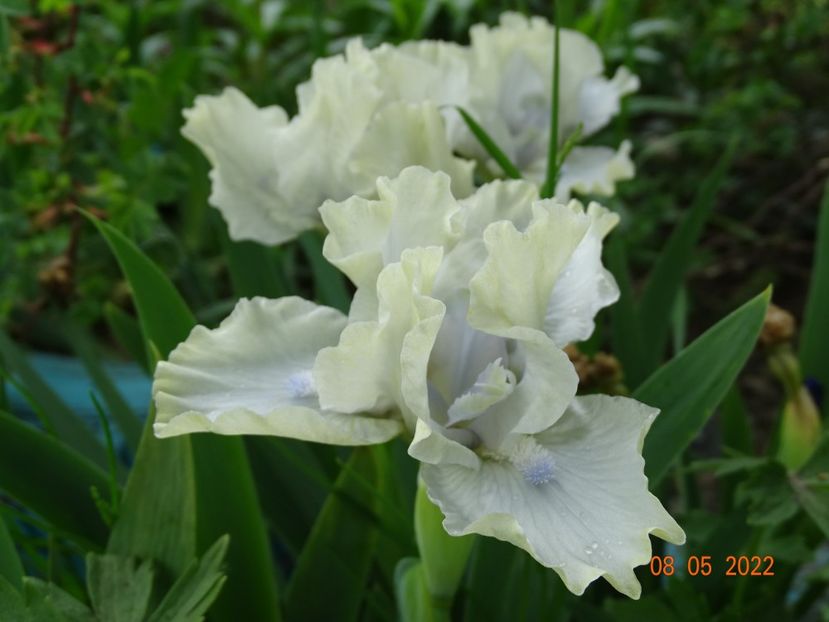  - Irisi si bujori 2022