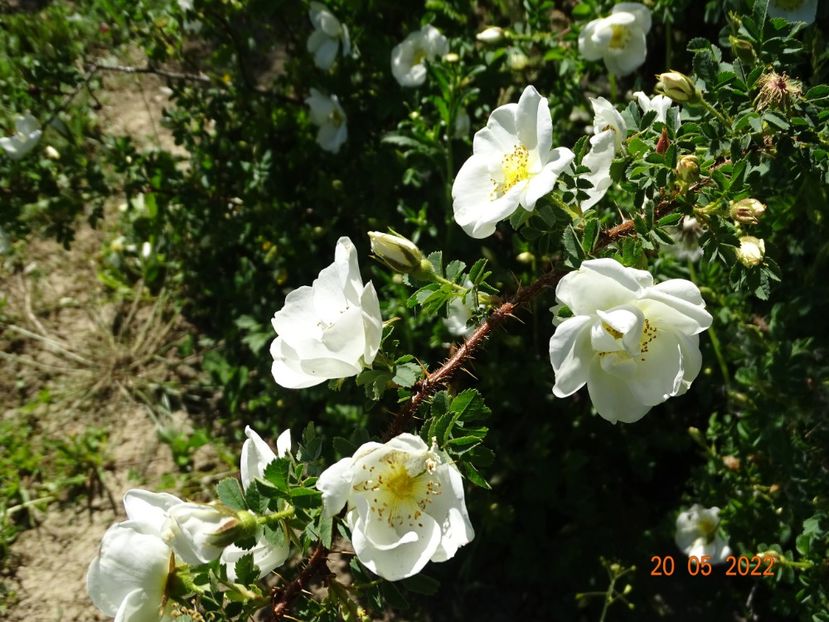  - Trandafiri 2022