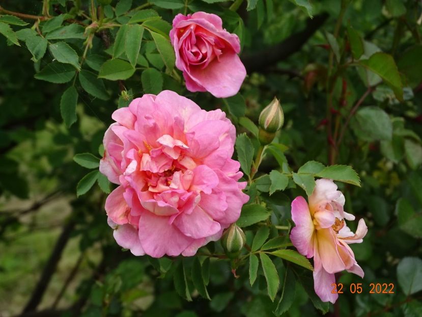  - Trandafiri 2022
