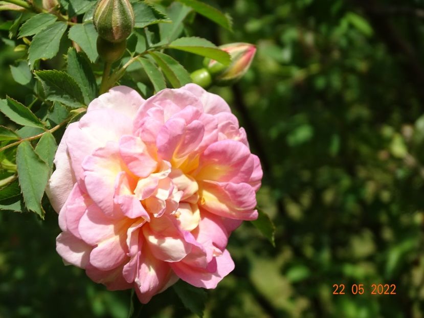  - Trandafiri 2022