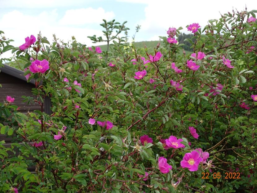  - Trandafiri 2022