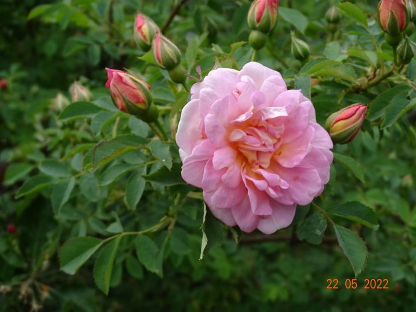  - Trandafiri 2022
