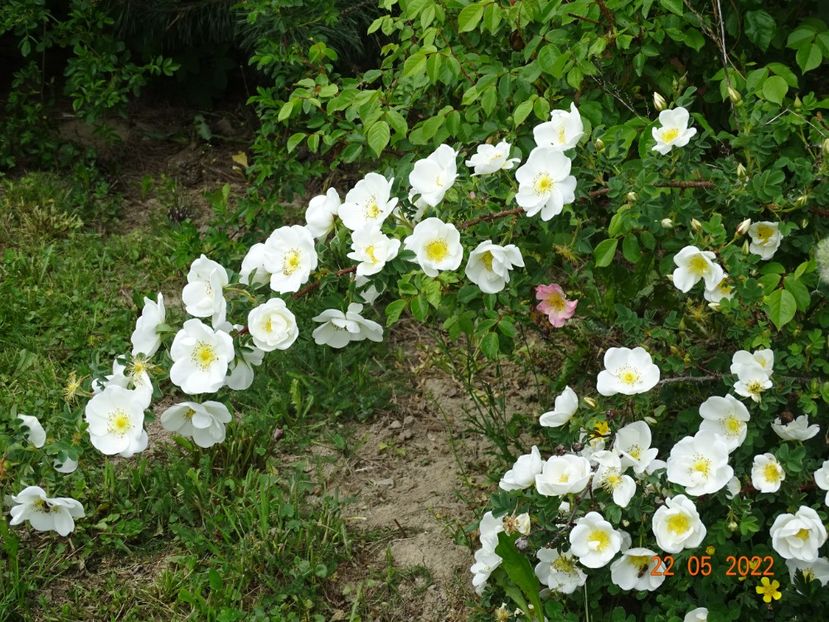 - Trandafiri 2022
