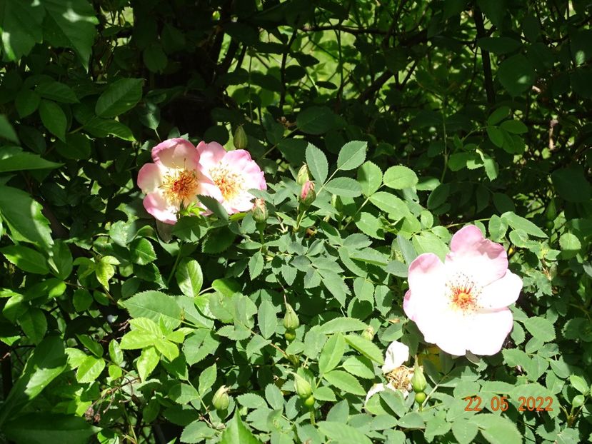  - Trandafiri 2022