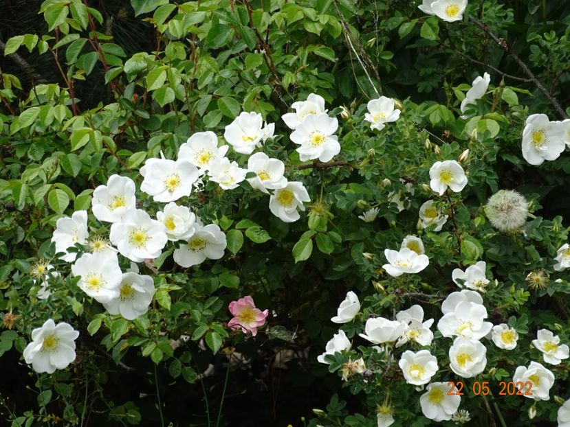  - Trandafiri 2022