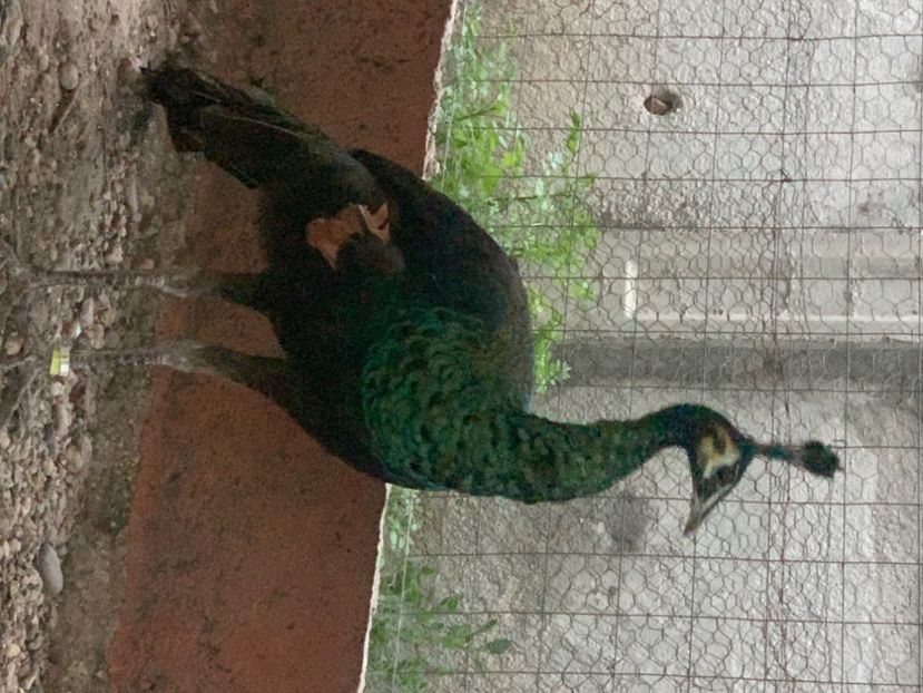 6C8317AE-040F-4C28-8079-1E38D056DB1B - Pauni