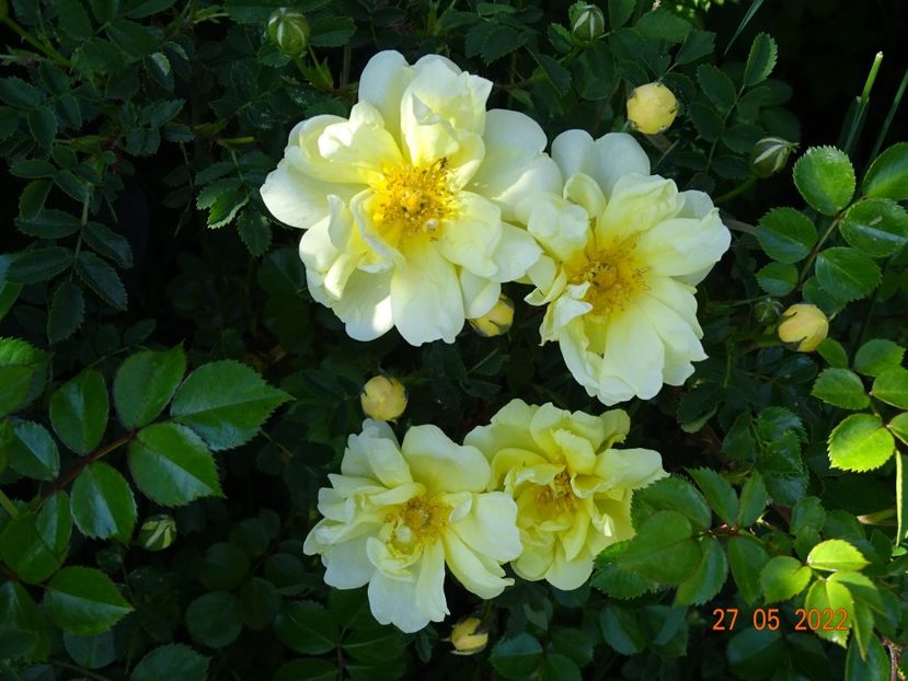  - Trandafiri 2022