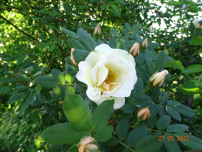  - Trandafiri 2022