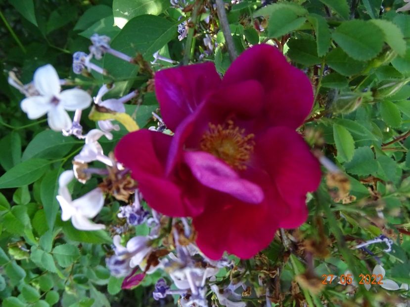  - Trandafiri 2022