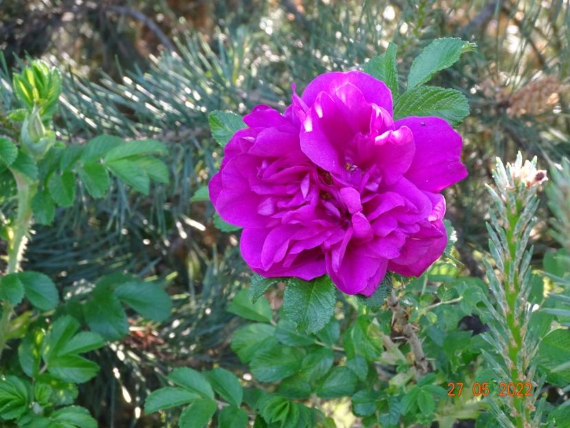  - Trandafiri 2022