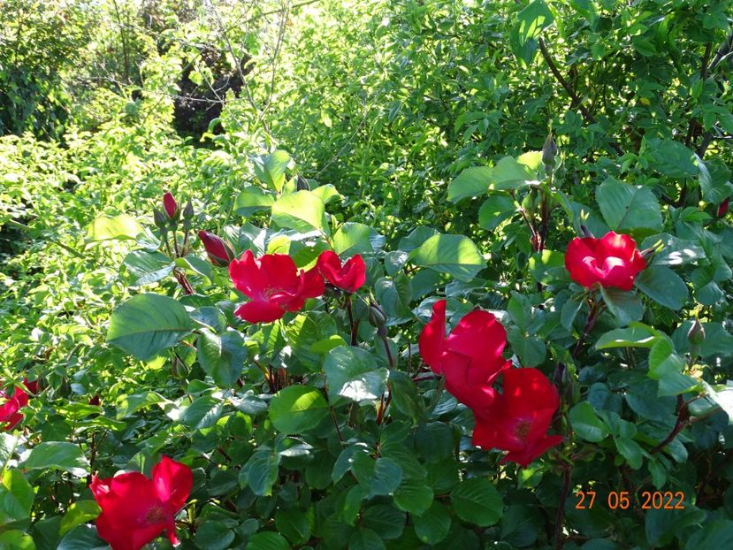  - Trandafiri 2022