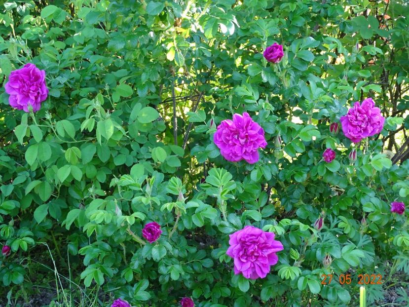  - Trandafiri 2022