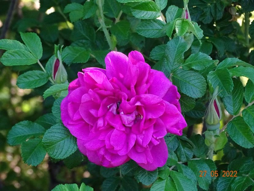  - Trandafiri 2022